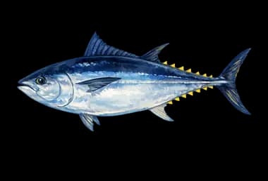 Bluefin Tuna