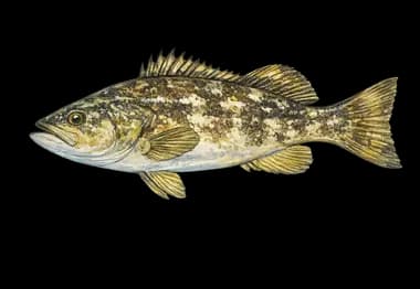 Calico Bass