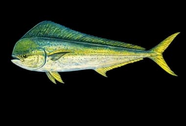 Dorado (Mahi-Mahi)