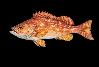 Rockfish