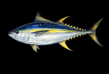 Yellowfin Tuna