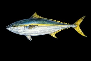 Yellowtail